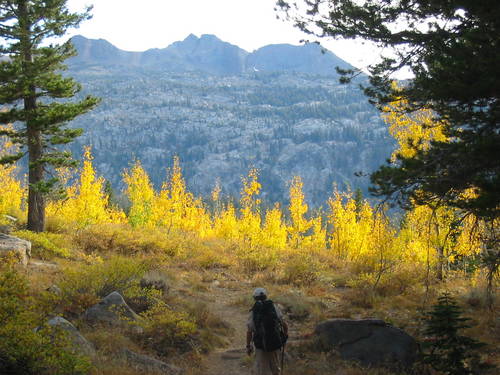 Landscaper heads into the aspens