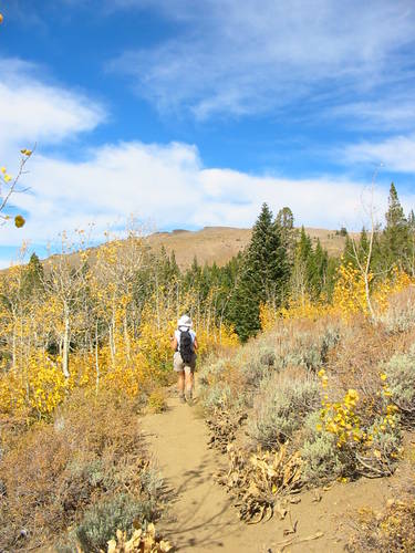 Trail through aspens